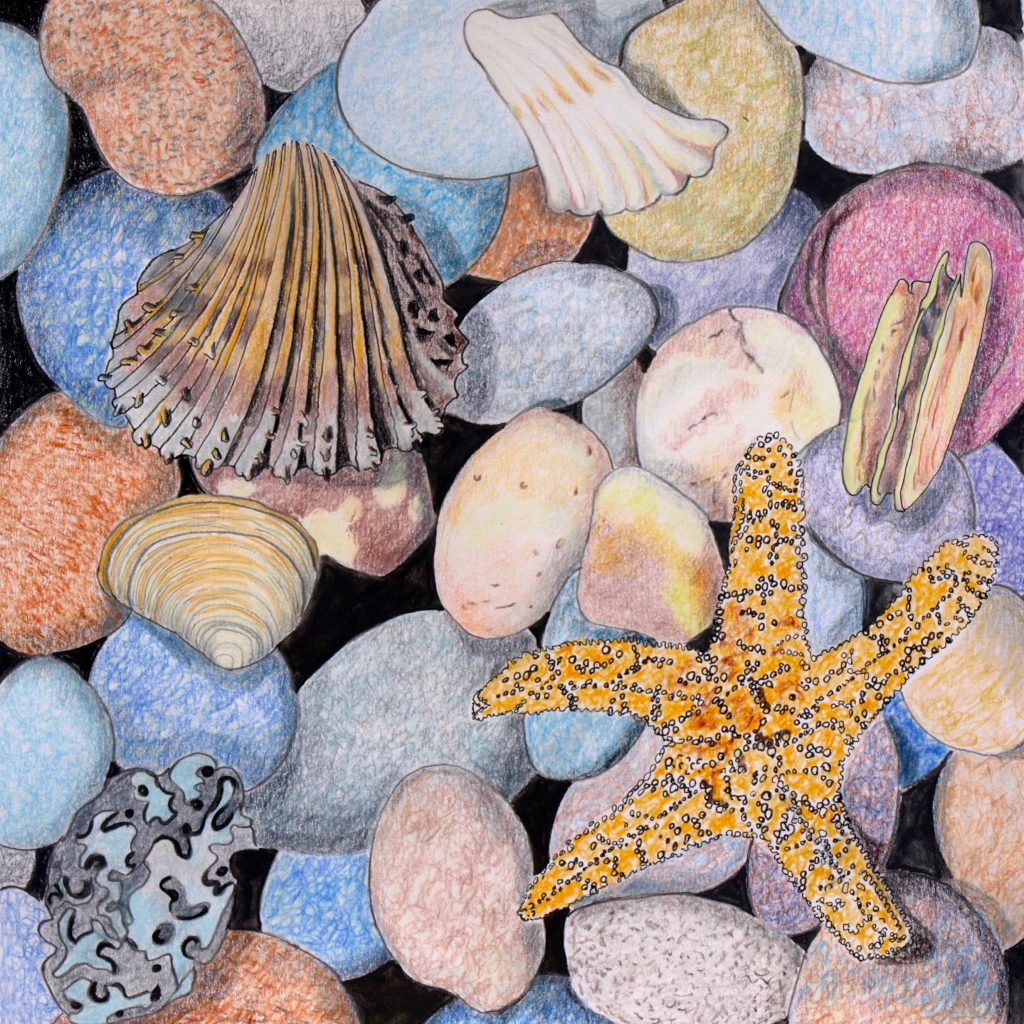 Beach Shingle with Starfish